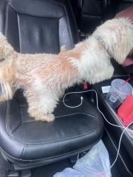 Found/Stray Female Dog last seen Futura Lane, Raleigh, NC 27610