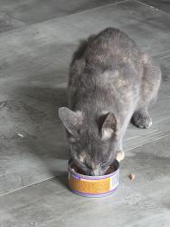 Found/Stray Unknown Cat last seen Near S, Delaware County, IN 47334
