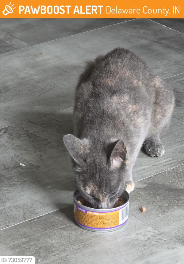 Found/Stray Unknown Cat last seen Near S, Delaware County, IN 47334