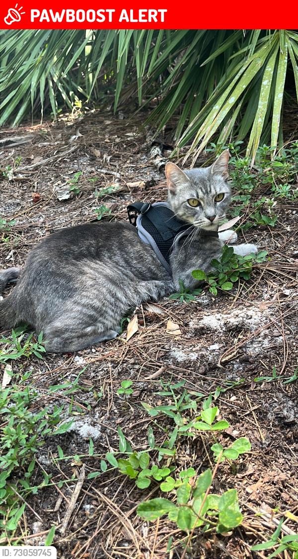 Lost Female Cat last seen Orange Grove Blvd and 129th Ave, West Palm Beach, FL 33411