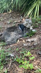 Lost Female Cat last seen Orange Grove Blvd and 129th Ave, West Palm Beach, FL 33411