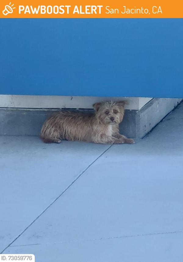 Found/Stray Unknown Dog last seen Monte Vista Middle School, San Jacinto, CA 92582