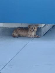 Found/Stray Unknown Dog last seen Monte Vista Middle School, San Jacinto, CA 92582