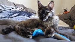 Reunited Female Cat last seen Cranford road 4 way street, West Northamptonshire, England NN2 7QX