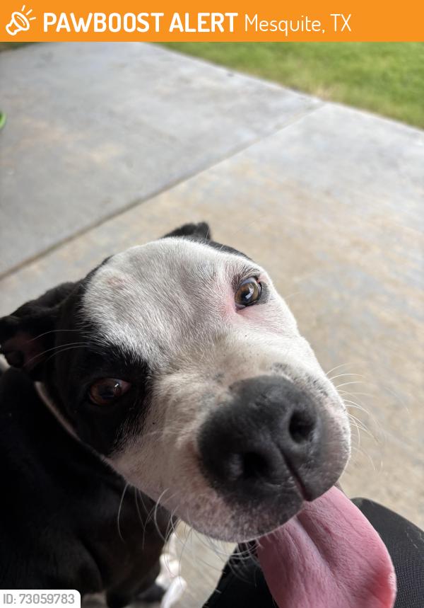Found/Stray Male Dog last seen Cavern and Pandale, Mesquite, TX 75181