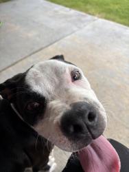 Found/Stray Male Dog last seen Cavern and Pandale, Mesquite, TX 75181
