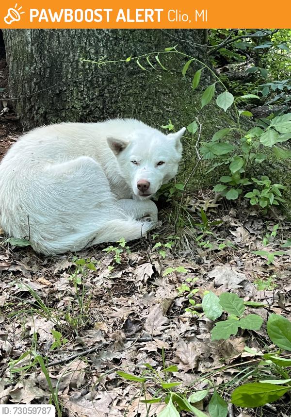 Found/Stray Male Dog last seen Elms Rd, Clio, MI 48420