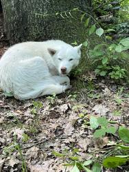 Found/Stray Male Dog last seen Elms Rd, Clio, MI 48420