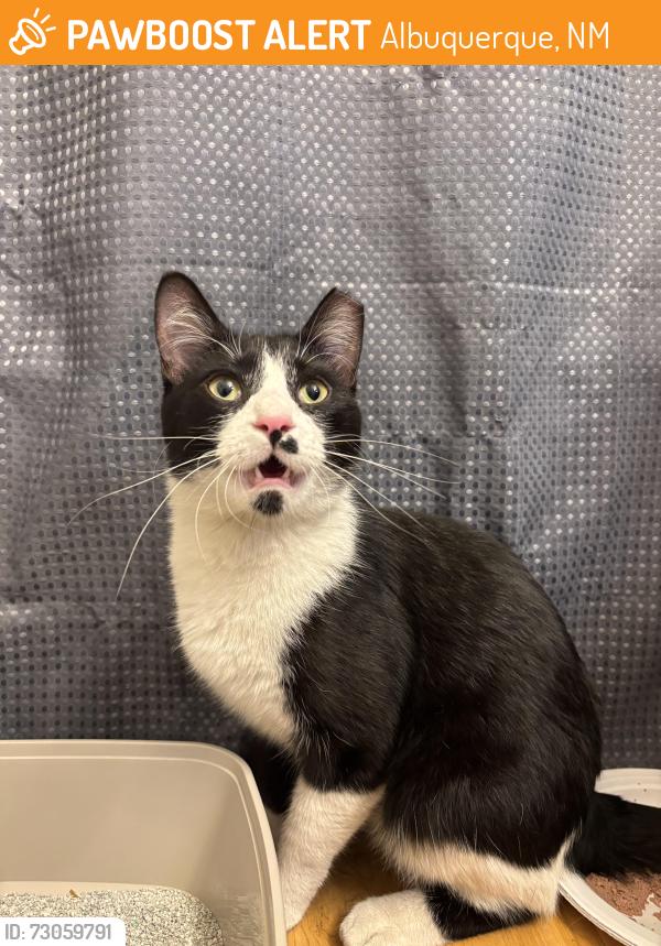 Found/Stray Female Cat last seen Corrs 2600 Americare crt nw around my apmt, Albuquerque, NM 87120