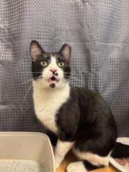 Found/Stray Female Cat last seen Corrs 2600 Americare crt nw around my apmt, Albuquerque, NM 87120