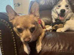 Lost Male Dog last seen Near Linklea dr, Aledo, TX 76008