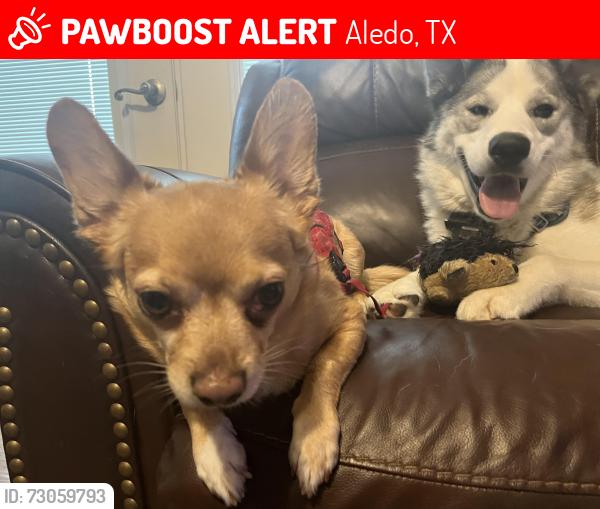 Lost Male Dog last seen Near Linklea dr, Aledo, TX 76008