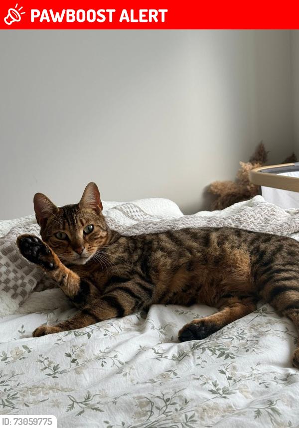 Lost Male Cat last seen Last seen on milliner crescent/pirton fields est opposite fire station in churchdown, Churchdown, England GL3