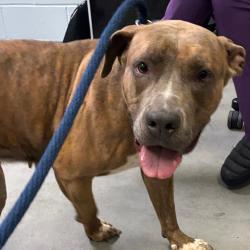 Shelter Stray Female Dog last seen , Animal Care & Control Team of Philly, 111 W Hunting Park Ave, Philadelphia, PA 19140, USA