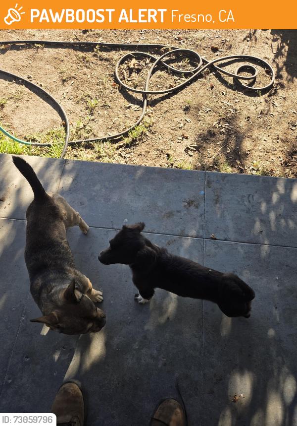 Found/Stray Female Other last seen Martin Park Lowell district, Fresno, CA 93701
