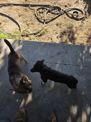 Found/Stray Female Other last seen Martin Park Lowell district, Fresno, CA 93701