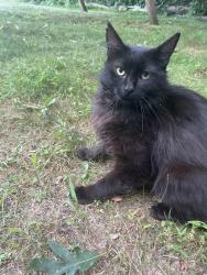 Found/Stray Male Cat last seen Pilot mountain pears, Hendersonville, NC 28792