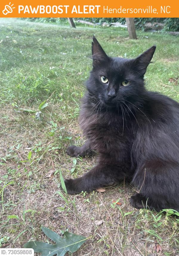 Found/Stray Male Cat last seen Pilot mountain pears, Hendersonville, NC 28792