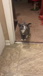 Lost Female Cat last seen hse, Fayetteville, PA 17222