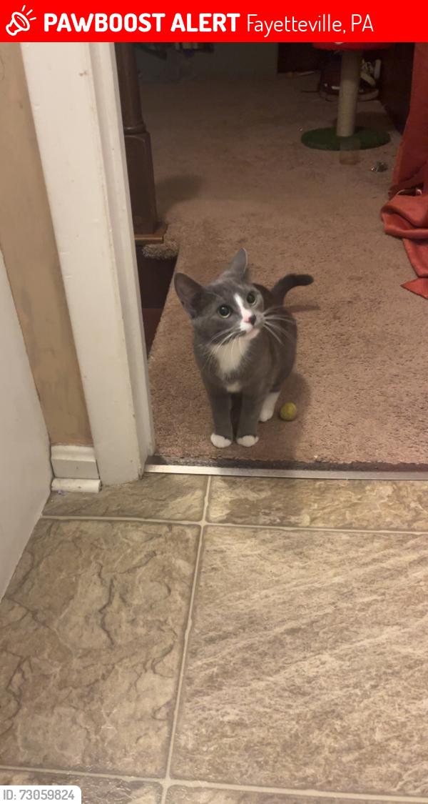 Lost Female Cat last seen hse, Fayetteville, PA 17222