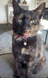 Lost Female Cat last seen Boxing club , West Northamptonshire, England NN5 7NT