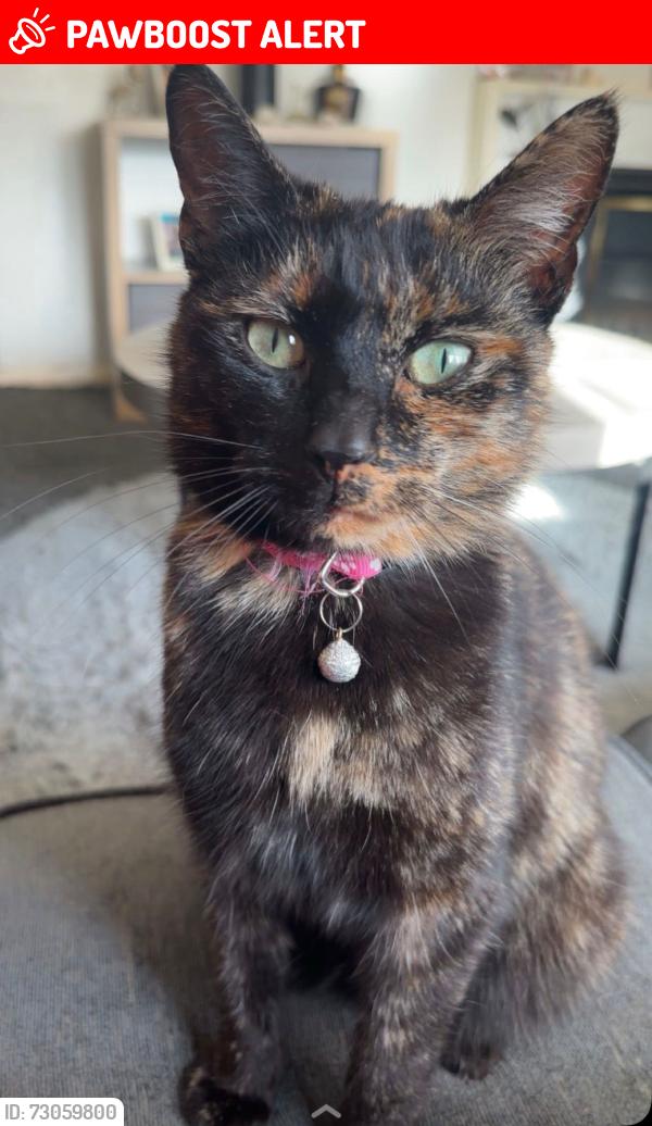 Lost Female Cat last seen Boxing club , West Northamptonshire, England NN5 7NT