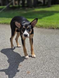 Found/Stray Unknown Dog last seen Royal Ridge in Creighton Woods neighborhood, Conroe, TX 77302