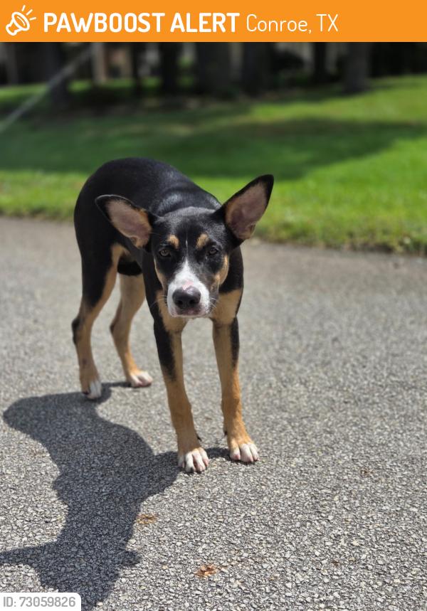 Found/Stray Unknown Dog last seen Royal Ridge in Creighton Woods neighborhood, Conroe, TX 77302