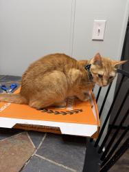 Reunited Male Cat last seen NC 42 and Creech Church Rd, Kenly, NC 27542