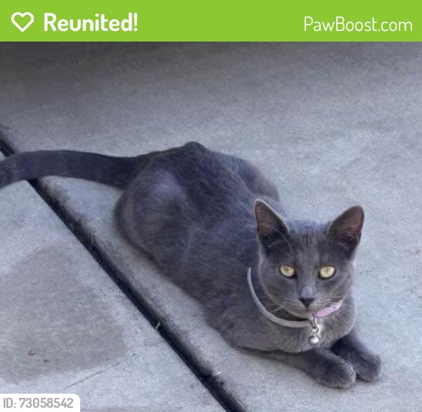 Reunited Female Cat last seen Westfield Ave and Westwood Ave, Porterville, CA, Porterville, CA 93257