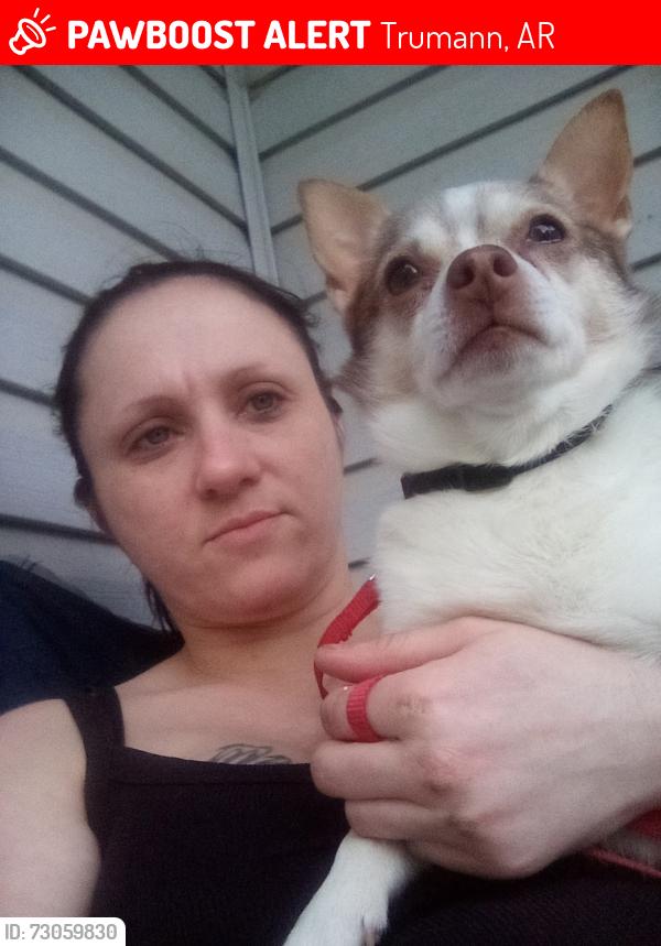 Lost Male Dog last seen Trumann area, Trumann, AR 72472