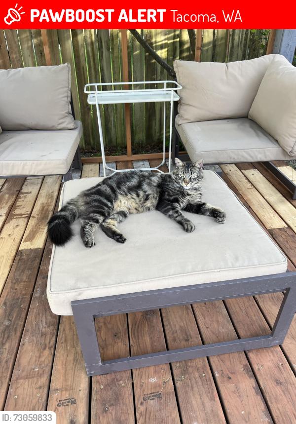 Lost Male Cat last seen 66th and Verde, Tacoma, WA 98409