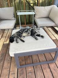 Lost Male Cat last seen 66th and Verde, Tacoma, WA 98409