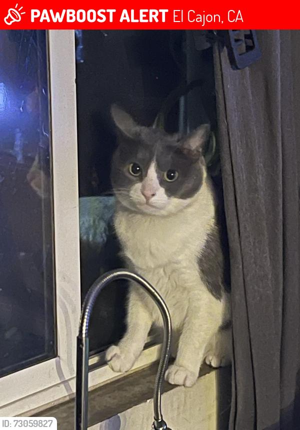 Lost Female Cat last seen Cajon Valley Middle School, El Cajon, CA 92020