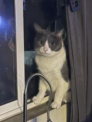 Lost Female Cat last seen Cajon Valley Middle School, El Cajon, CA 92020