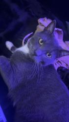 Lost Male Cat last seen Greenfield st Bluemound st, Brookfield, WI 53005