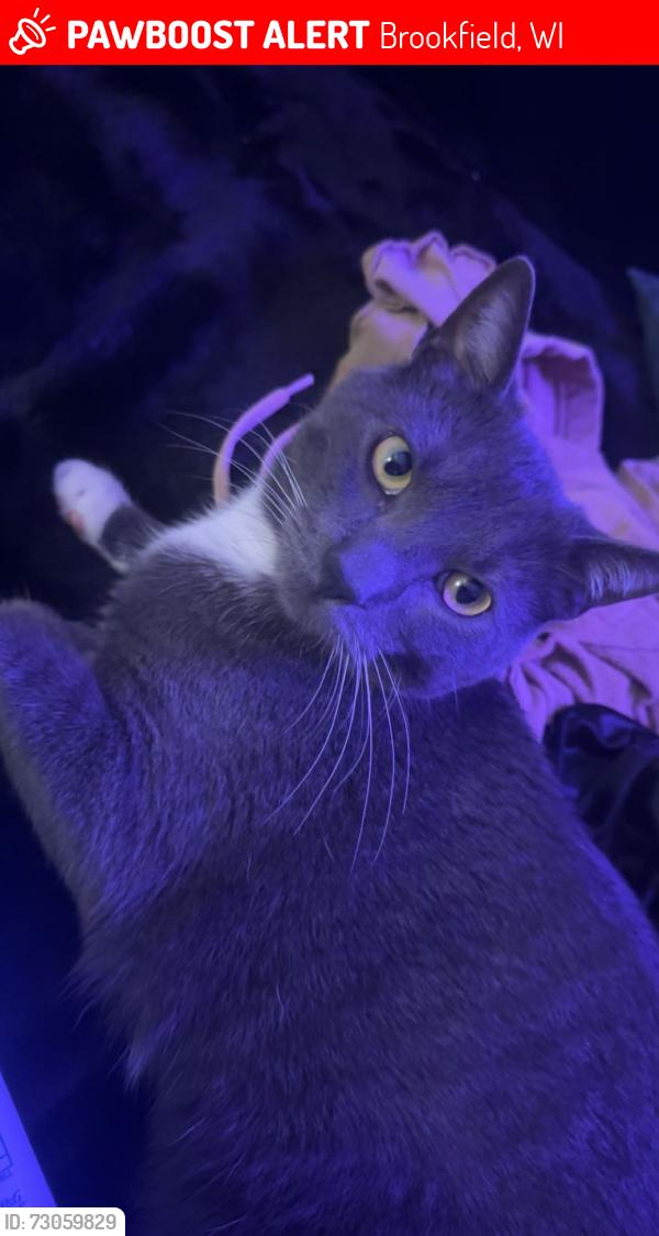 Lost Male Cat last seen Greenfield st Bluemound st, Brookfield, WI 53005