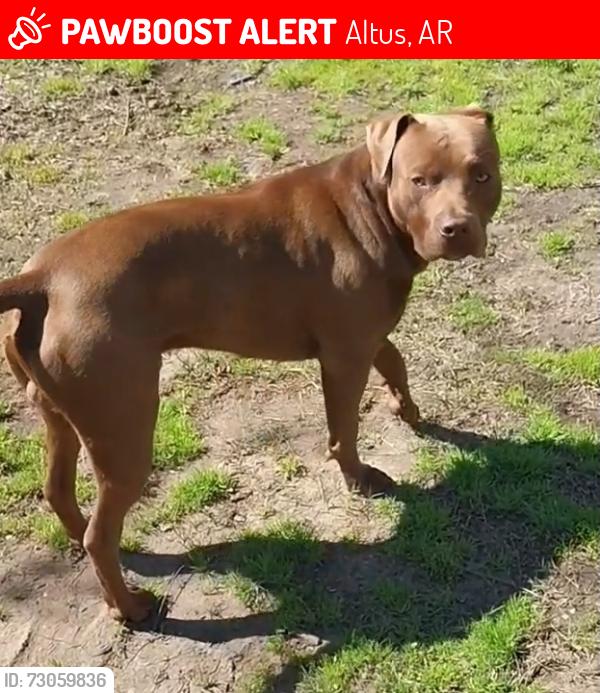 Lost Male Dog last seen Cr 3020 and Shadows Lane, Altus, AR 72821