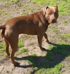 Lost Male Dog last seen Cr 3020 and Shadows Lane, Altus, AR 72821
