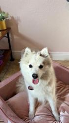 Lost Female Dog last seen Near Caldwell street Orange city, Orange City, FL 32763