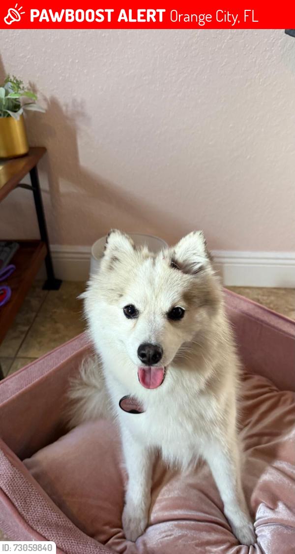 Lost Female Dog last seen Near Caldwell street Orange city, Orange City, FL 32763
