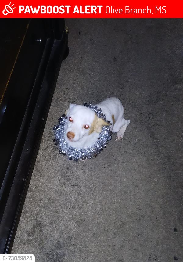 Lost Male Dog last seen Cowee Lane in Olive Branch near the park, Olive Branch, MS 38654