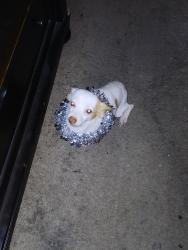 Lost Male Dog last seen Cowee Lane in Olive Branch near the park, Olive Branch, MS 38654