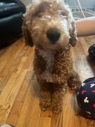 Reunited Female Dog last seen Near Whitestone Expressway Exit 14, Queens, NY 11351