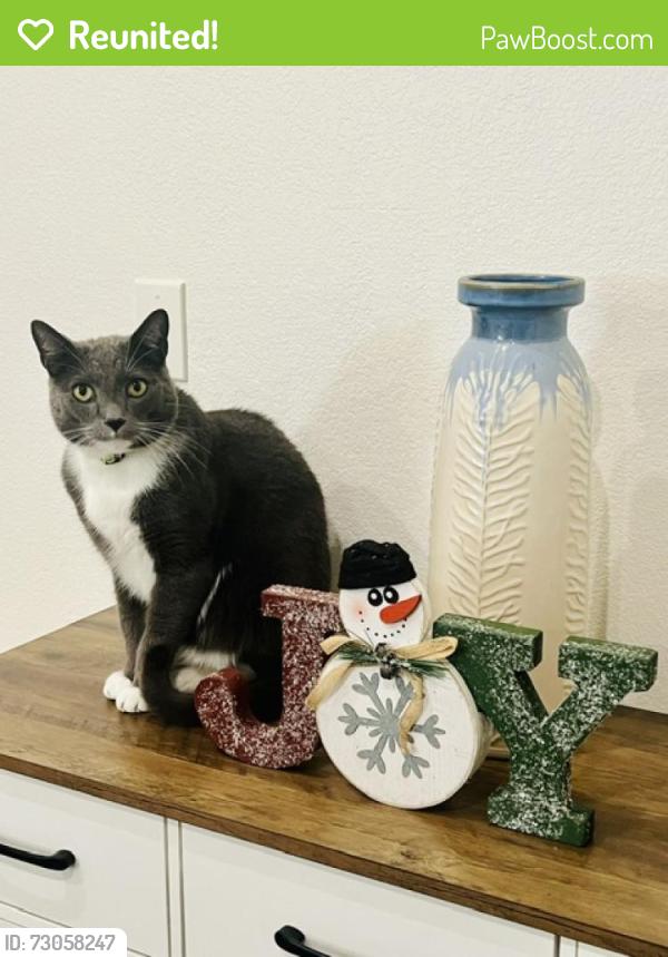 Reunited Male Cat last seen Luigi Aprea School, Gilroy, CA 95020