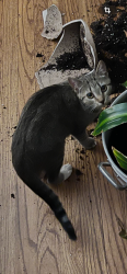 Lost Female Cat last seen Pinecrest and mirror lake, Fayetteville, NC 28305