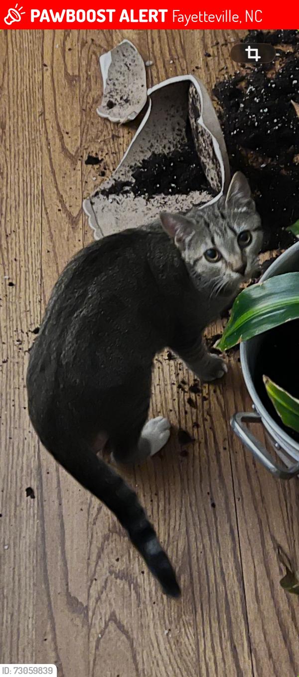 Lost Female Cat last seen Pinecrest and mirror lake, Fayetteville, NC 28305