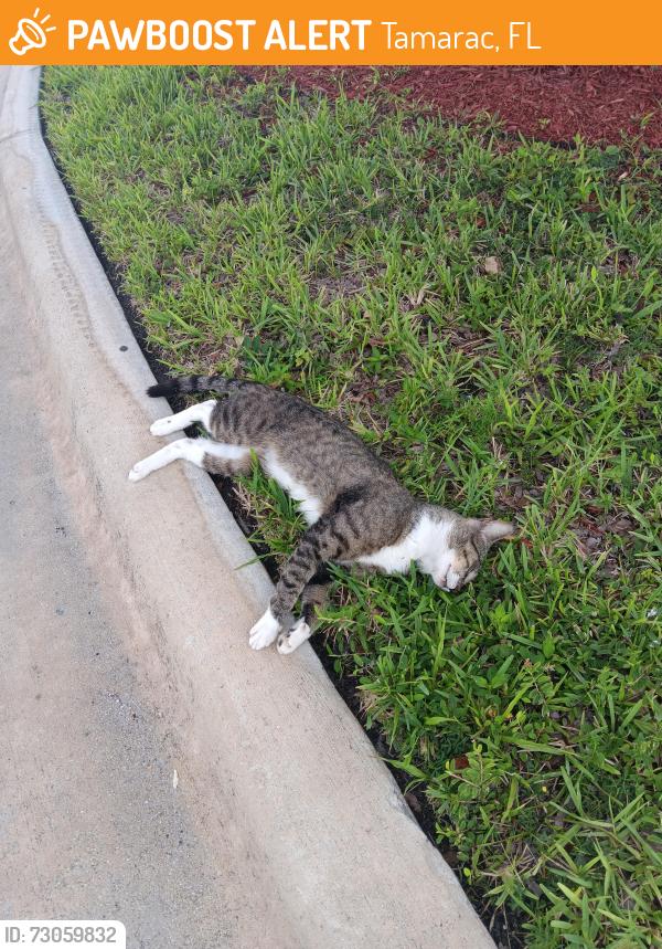 Found/Stray Unknown Cat last seen Bailey Rd/NW 45th Ave, Tamarac, FL 33319
