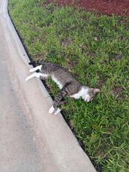 Found/Stray Unknown Cat last seen Bailey Rd/NW 45th Ave, Tamarac, FL 33319