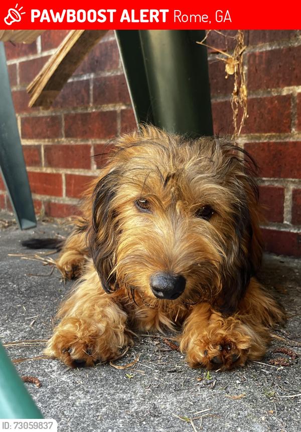 Lost Male Dog last seen Found in the middle of the road going up towards Three Rivers apmt into a neighborhood, Rome, GA 30161